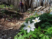 67 Anemoides nemorosa - Anemone dei boschi